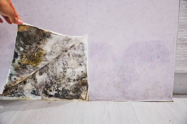 Best Black Mold Remediation in Lake View, AL
